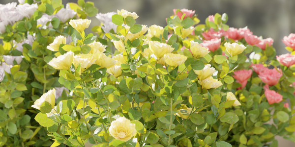 Rose flowering bushes collection vol 77-Blender