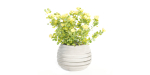 Rose flowering bushes collection vol 77-Blender
