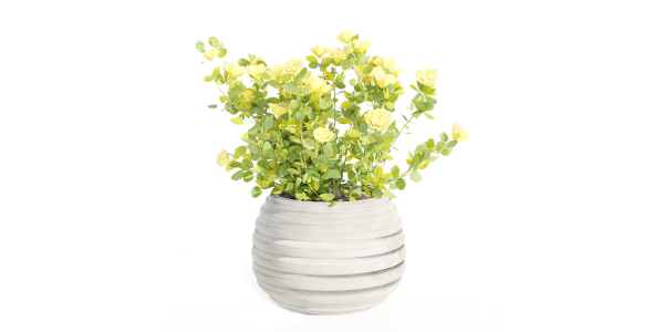 Rose flowering bushes collection vol 77-Blender