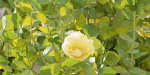 Rose flowering bushes collection vol 77-Blender