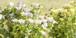 Rose flowering bushes collection vol 77-Blender