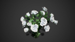 Rose flowers bush white LOD