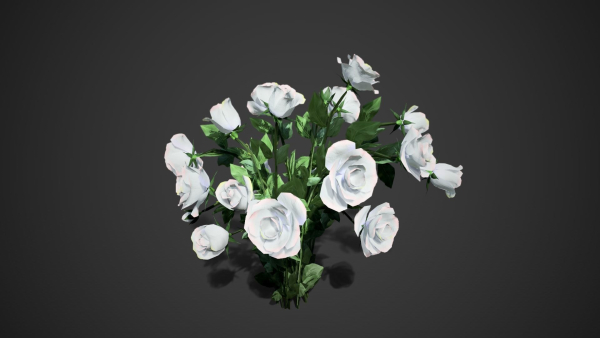 Rose flowers bush white LOD