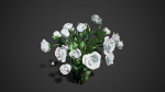 Rose flowers bush white LOD