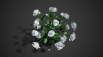 Rose flowers bush white LOD