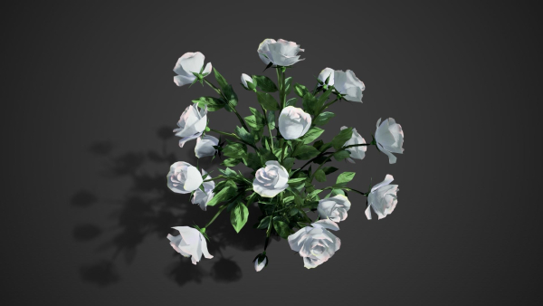 Rose flowers bush white LOD
