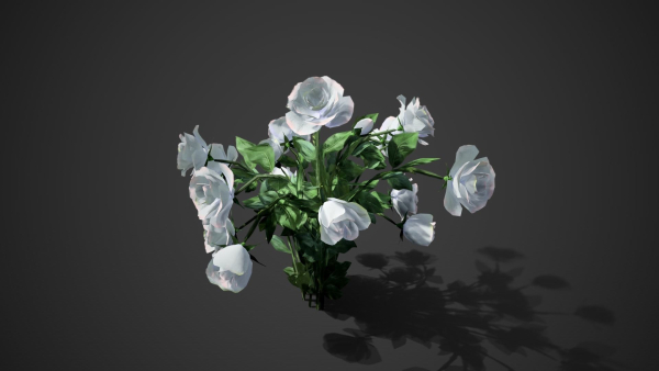 Rose flowers bush white LOD