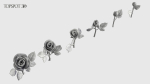 Rose Flowers Pack