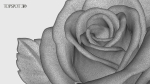 Rose Flowers Pack