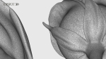Rose Flowers Pack
