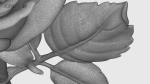 Rose Flowers Pack