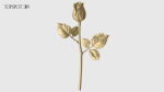 Rose Flowers Pack
