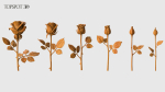 Rose Flowers Pack