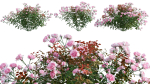 Rose garden-Bundle 08