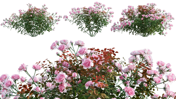 Rose garden-Bundle 08