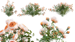 Rose garden-Bundle 08
