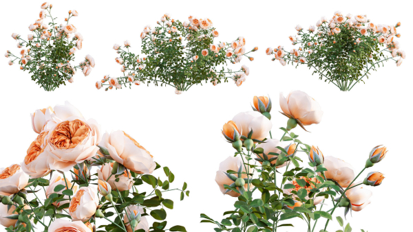 Rose garden-Bundle 08