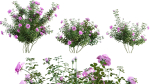 Rose garden-Bundle 08