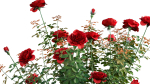 Rose garden-Bundle 08