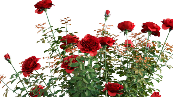 Rose garden-Bundle 08