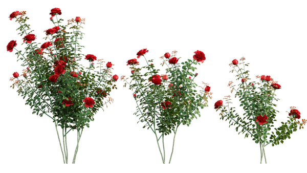Rose garden-Bundle 08