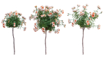 Rose garden-Bundle 08