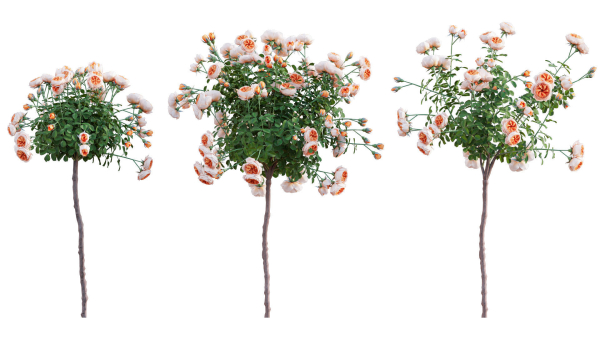 Rose garden-Bundle 08