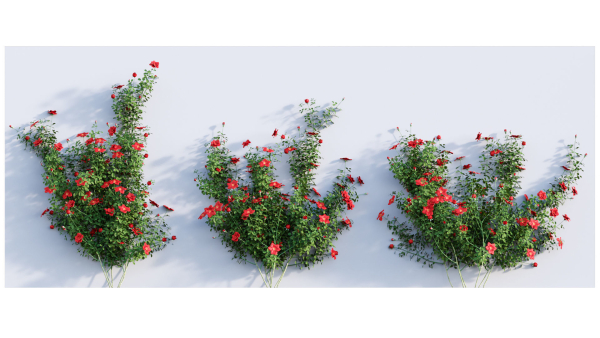 Rose garden-Bundle 08