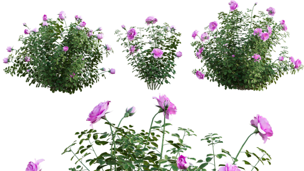 Rose garden-Bundle 08