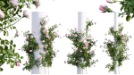 Rose garden-Bundle 08