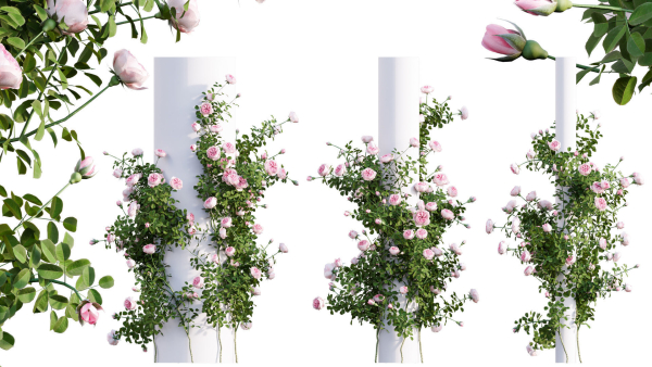 Rose garden-Bundle 08