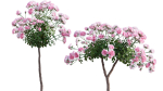 Rose garden-Bundle 08