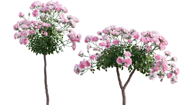 Rose garden-Bundle 08
