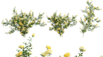 Rose garden-Bundle 08