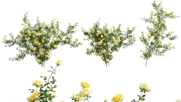 Rose garden-Bundle 08
