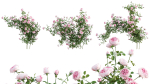 Rose garden-Bundle 08