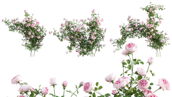 Rose garden-Bundle 08