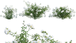 Rose garden-Bundle 08