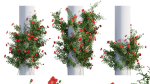 Rose garden-Bundle 08