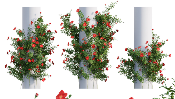 Rose garden-Bundle 08