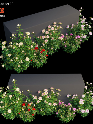 Rose plant set 11