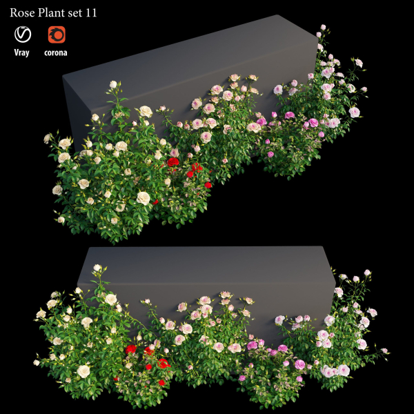 Rose plant set 11