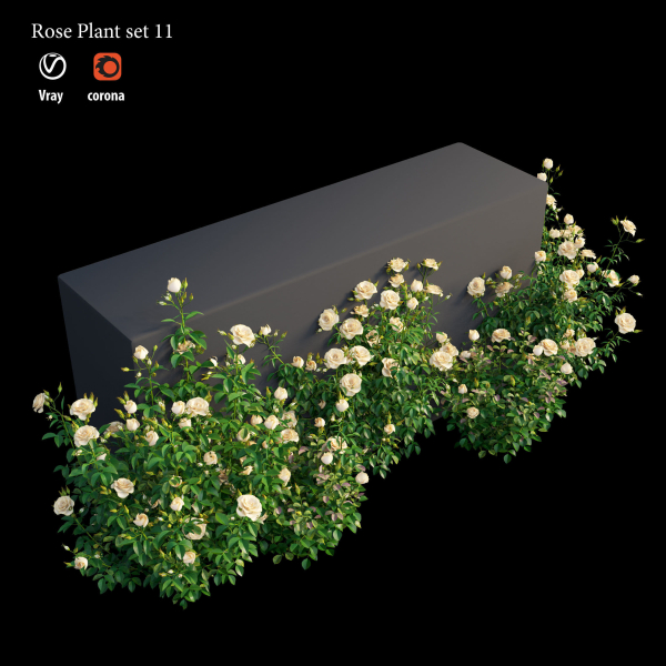 Rose plant set 11