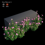 Rose plant set 11