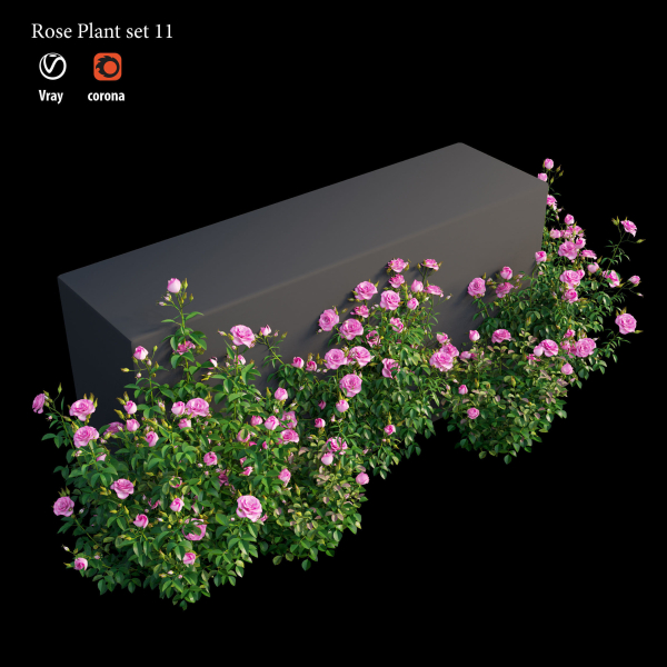 Rose plant set 11