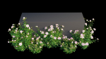 Rose plant set 11