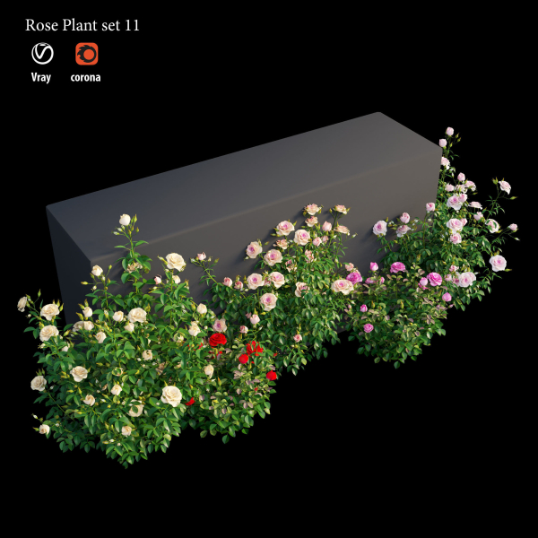 Rose plant set 11