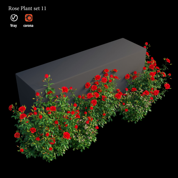 Rose plant set 11