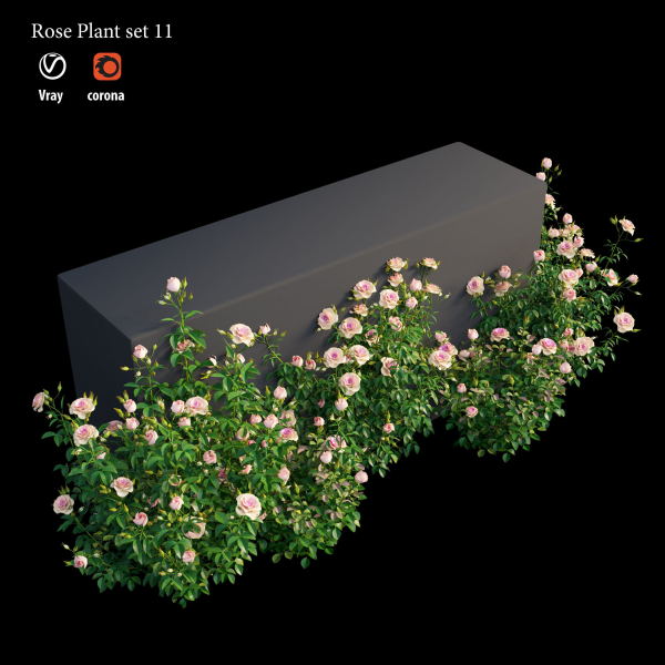 Rose plant set 11