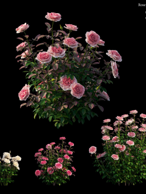 Rose plant set 21